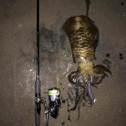 エギング　新潟市内ホーム釣行