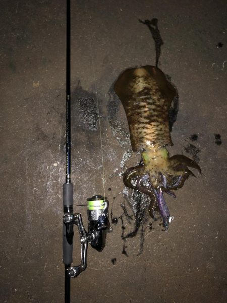 エギング　新潟市内ホーム釣行