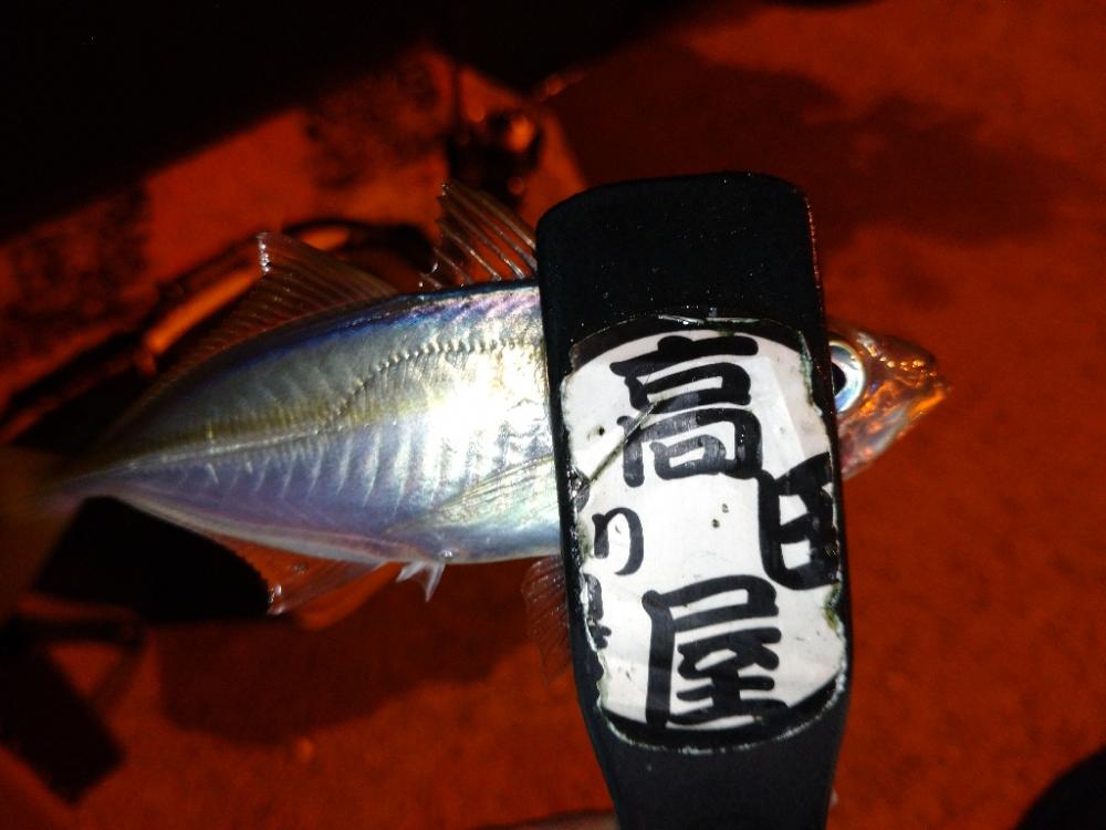 今夜のアジング