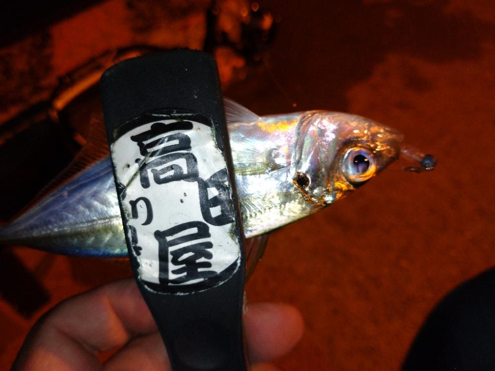 今夜のアジング