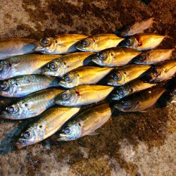 今夜のアジング