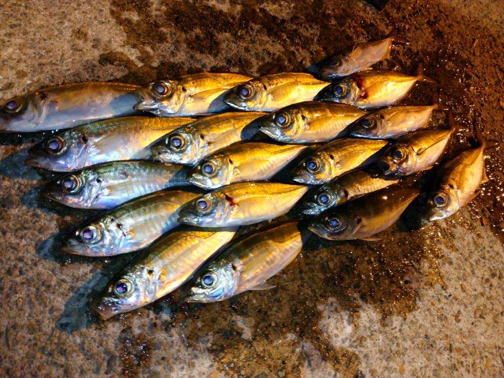 今夜のアジング