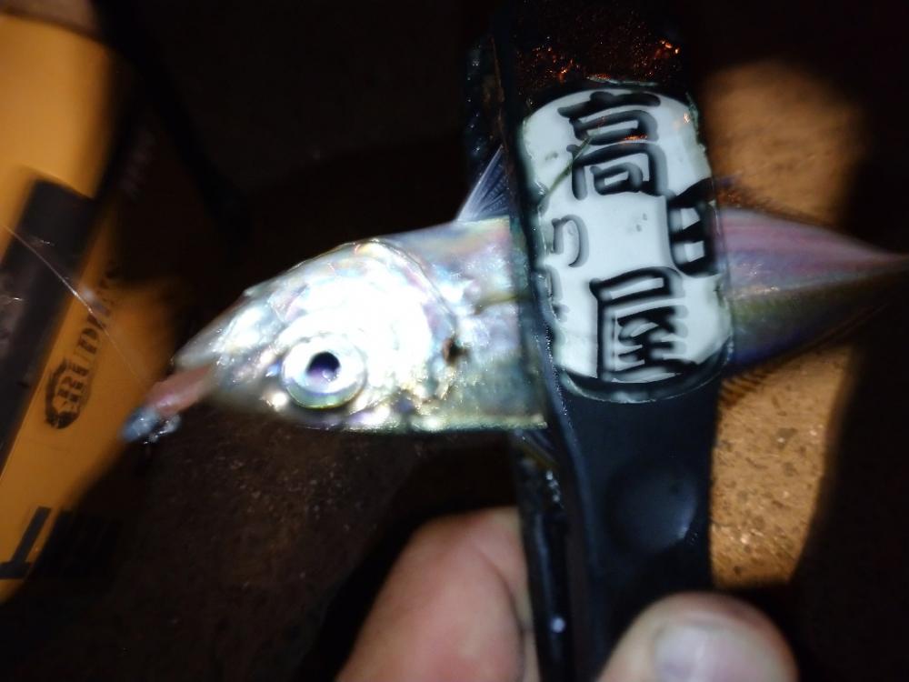 漁港でアジング