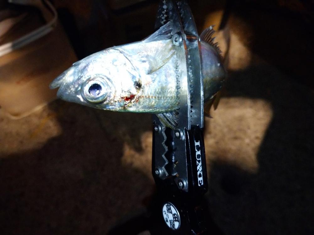 今夜のアジング