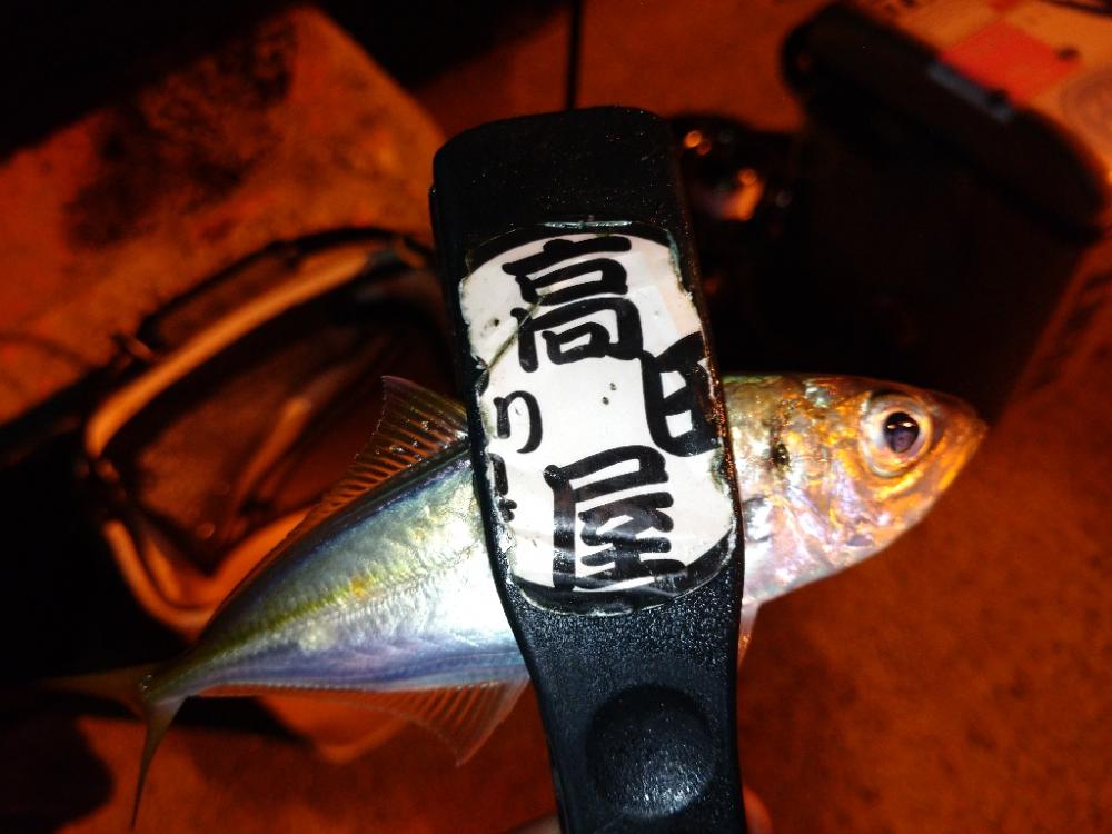 漁港でアジング