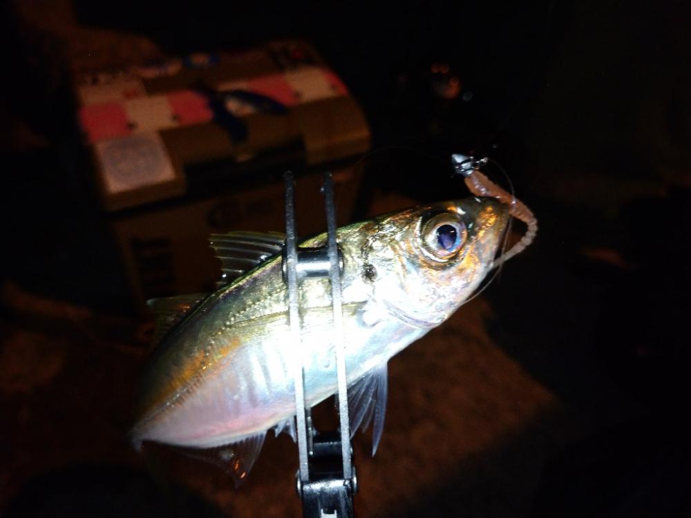 今夜のアジング