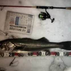 クリスマスと言えばシーバス!