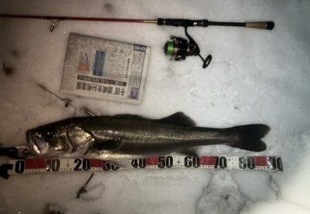 クリスマスと言えばシーバス！