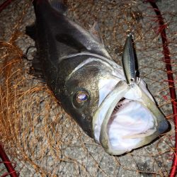 シーバス釣り