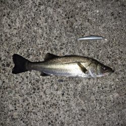 シーバス・ガシラ釣り