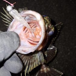 ロックフィッシュ釣り