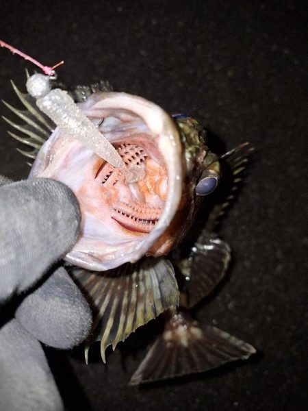 ロックフィッシュ釣り