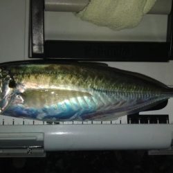 いつものフロートゲーム～