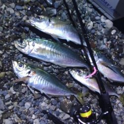 (尺アジ)フロートゲーム～