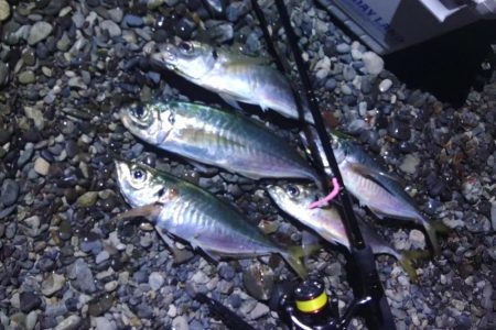 (尺アジ)フロートゲーム～