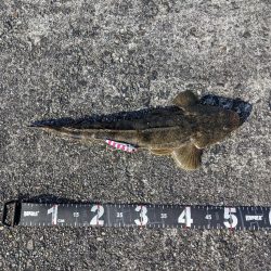 今年最初で最後の良型