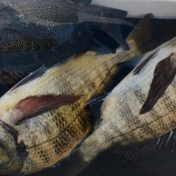 大阪フカセ釣り