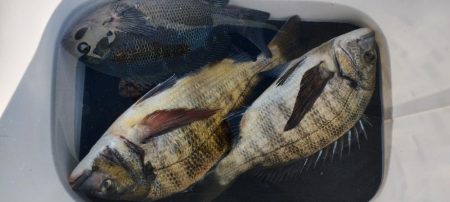 大阪フカセ釣り