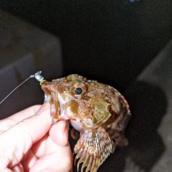 釣り納めに行ってきました。