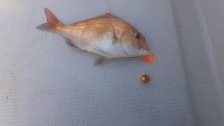 鳴門海峡ジギング・鯛ラバ