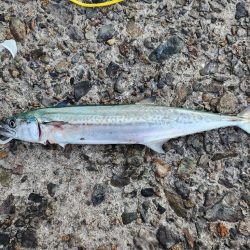 釣れている感じ