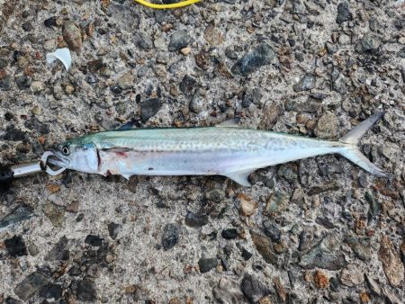 釣れている感じ