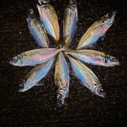 鯵の花が咲きました。