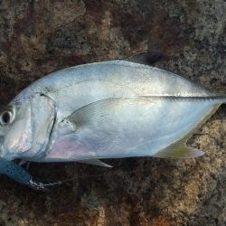 釣り納め