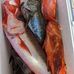 スロージギング