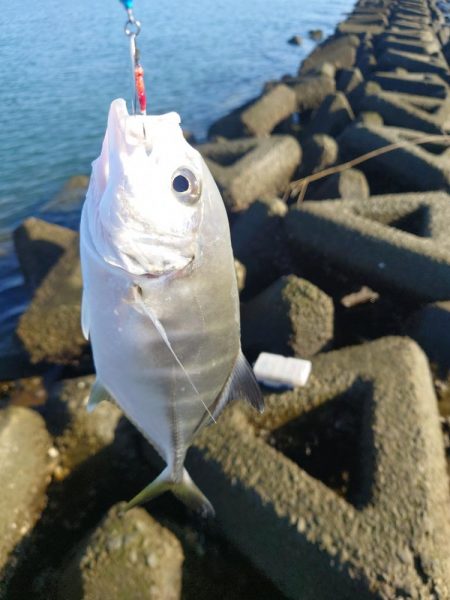 なんとかメッキ一匹