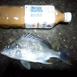 苅屋海岸の投げ釣り