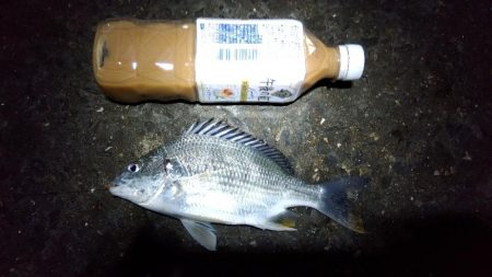 苅屋海岸の投げ釣り