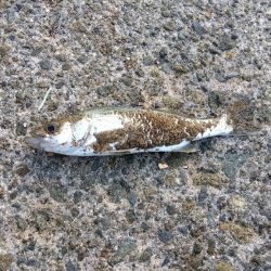 大塩海岸の投げ釣り