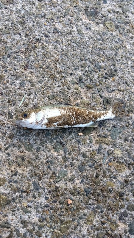 大塩海岸の投げ釣り