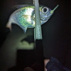 陸っぱり釣行記