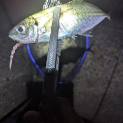 陸っぱり釣行記