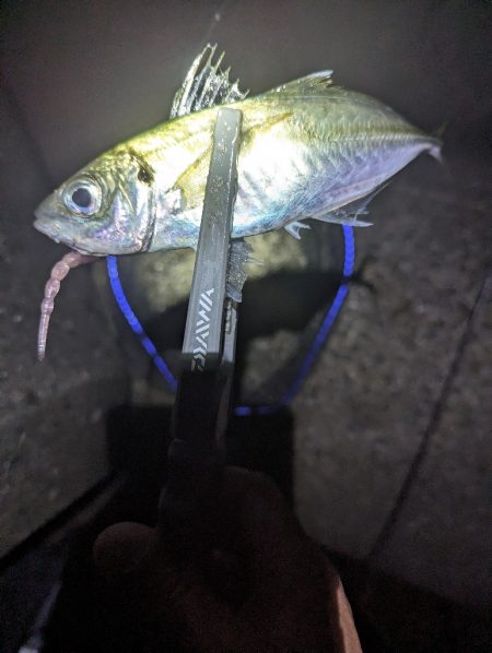 陸っぱり釣行記