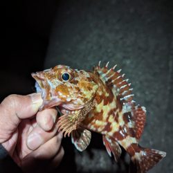 陸っぱり釣行記