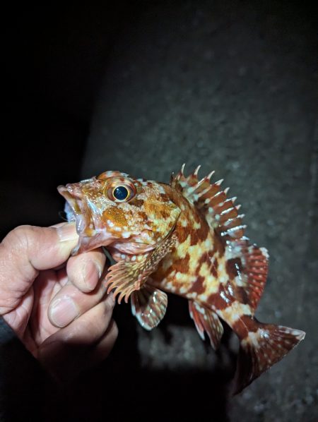 陸っぱり釣行記