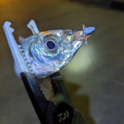 陸っぱり釣行記