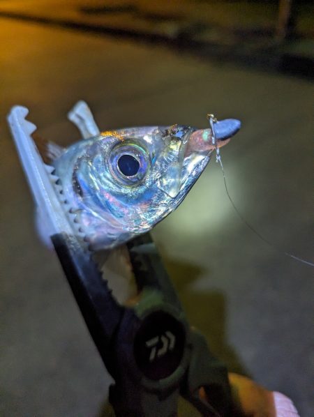 陸っぱり釣行記