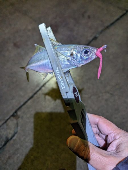 陸っぱり釣行記