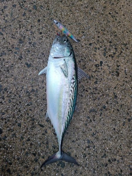 スマガツオ&ヤズ