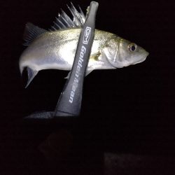 今が1番渋いのか?