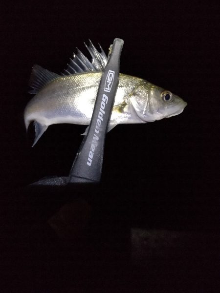 今が1番渋いのか？