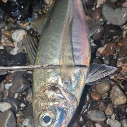 フロートアジングでギガアジ