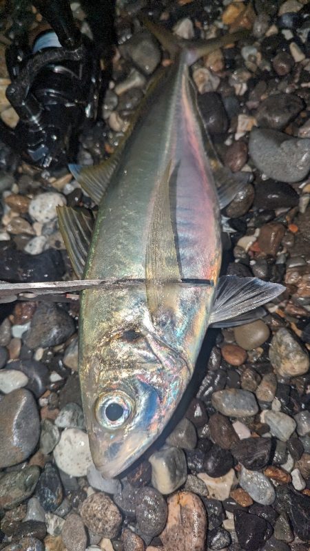 フロートアジングでギガアジ