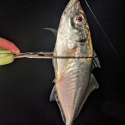 釣り納め フロートアジング