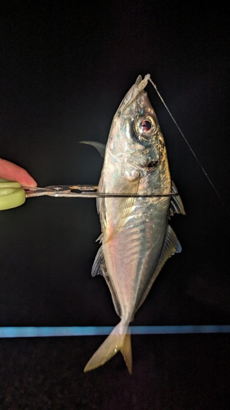 釣り納め フロートアジング