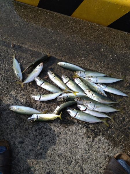 アジが入れ食い